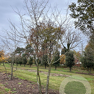 Carpinus betulus 450-500 cm draadkluit meerstammig