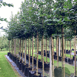 Carpinus betulus 10-12 HO container 