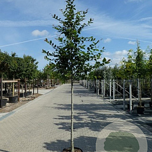 Carpinus betulus 14-16 HO container