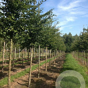 Carpinus betulus 16-18 HO draadkluit