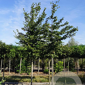 Carpinus betulus 16-18 HO draadkluit