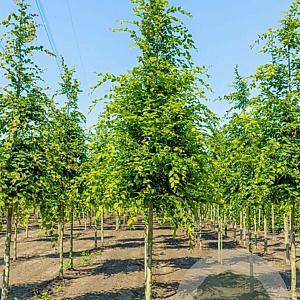 Carpinus betulus 16-18 HO draadkluit 3 X verplant