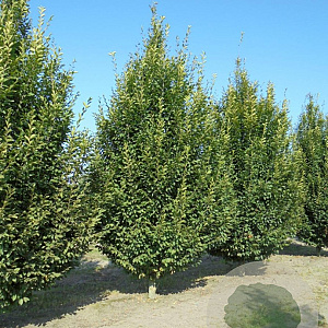 Carpinus bet. 'Fastigiata' 18-20 cm draadkluit geveerd