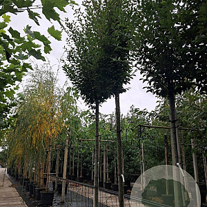 Carpinus bet. 'Fastigiata' 14-16 HO container