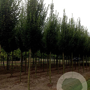 Carpinus bet. 'Fastigiata' 18-20 HO draadkluit