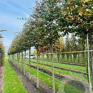 Carpinus bet. Rockhampton Red 18-20 HO draadkluit verplant