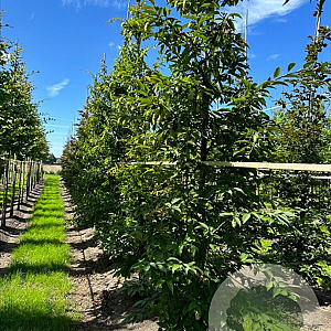 Carpinus japonica 12-14 cm draadkluit geveerd