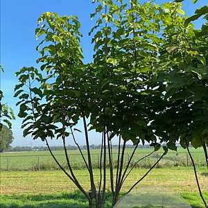 Catalpa bignonioides 450-500 cm draadkluit meerstammig