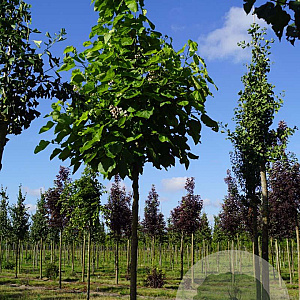 Catalpa bignonioides 16-18 HO draadkluit
