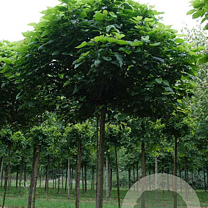 Catalpa bignonioides 20-25 HO draadkluit