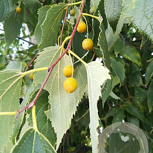 Celtis australis 10-12 HO container 