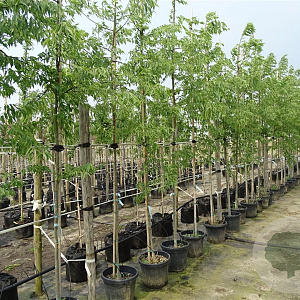 Celtis australis 10-12 HO container 