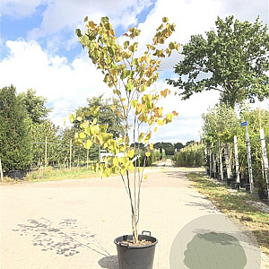 Cercis canadensis 200-250 cm container meerstammig
