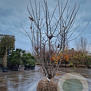 Cercis can. 'Forest Pansy' 200-250 cm draadkluit meerstammig