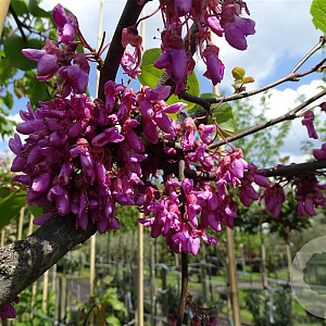 Cercis siliquastrum 125-150 cm container struik