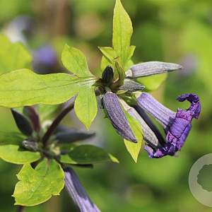 Clematis heracl. 'Blue Wings' GM  P11