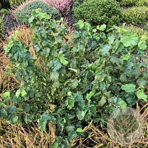 Corylus a. 'Scooter' 200-250 cm container meerstammig
