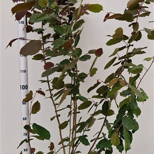 Corylus m. 'Purpurea' 175-200 cm 15L