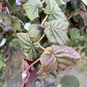 Corylus 'Red Majestic' 40-60 cm container struik 