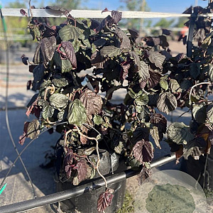 Corylus 'Red Majestic' 60-80 cm container struik C18