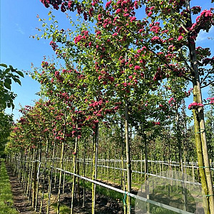Crataegus media 'Paul's Scarlet' 12-14 HO container