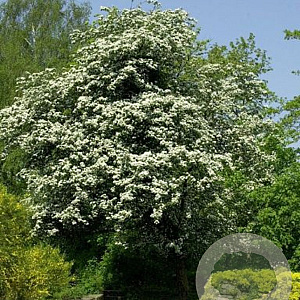 Crataegus monogyna 10-12 HO container