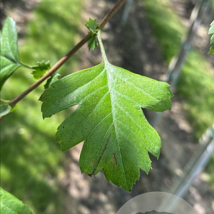 Crataegus monogyna 12-14 HO draadkluit 3 X verplant