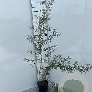 Hippophae rhamnoides 60-100 cm 2,0L