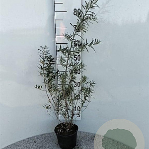 Hippophae rhamnoides 60-100 cm 2,0L