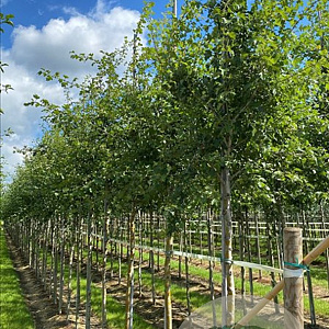 Crataegus monogyna 16-18 HO draadkluit 3 X verplant