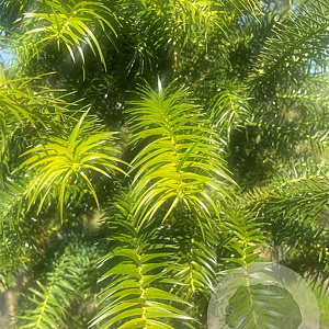 Cunninghamia lanceolata 150-175 cm draadkluit meerstammig 80-100 breed