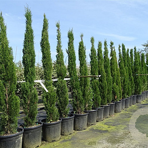 Cupressus semp. 'Totem' 200-250 cm container Multistam