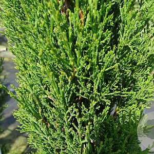 Cupressus semp. 'Totem' 200-250 cm container Multistam