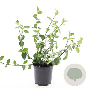 Euonymus fort. 'Coloratus' GM C1.3