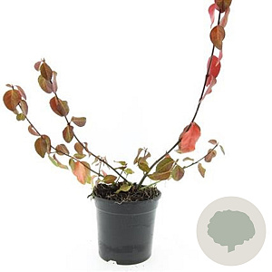 Euonymus fort. 'Coloratus' GM C1.3