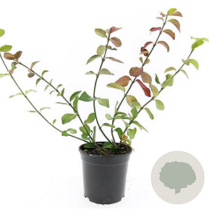 Euonymus fort. 'Coloratus' GM C1.3