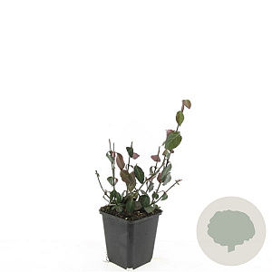 Euonymus fort. 'Coloratus' GM P9