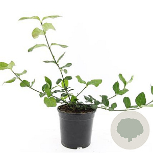 Euonymus fort. 'Dart's Blanket' GM C1.3