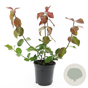 Euonymus fort. 'Dart's Blanket' GM C1.3