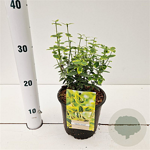 Euonymus fort. 'Emerald 'n' Gold' 20-25 cm C1.5