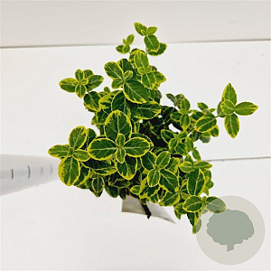Euonymus fort. 'Emerald 'n' Gold' 20-25 cm C1.5