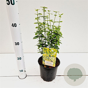 Euonymus fort. 'Emerald 'n' Gold' 20-25 cm C1.5