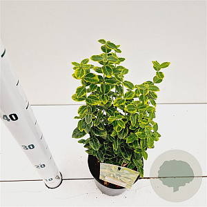 Euonymus fort. 'Emerald 'n' Gold' 20-25 cm C1.5
