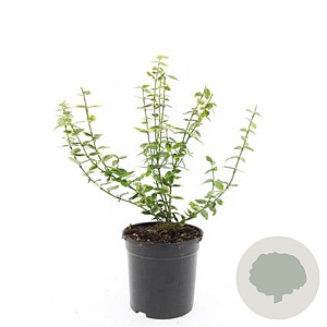 Euonymus fort. 'Emerald 'n' Gold' GM C1.3