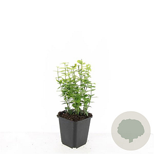 Euonymus fort. 'Emerald 'n' Gold' GM P9