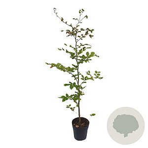 Fagus sylvatica 100-125 cm 4,5L