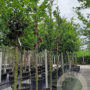 Fagus sylvatica 14-16 HO draadkluit