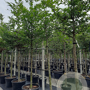 Fagus sylvatica 16-18 HO draadkluit