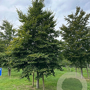 Fagus sylvatica 50-60 HO draadkluit