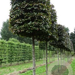 Fagus syl. 'Atropunicea' 20-25 cm draadkluit kubus 100x100x100